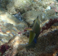 Acanthurus tractus