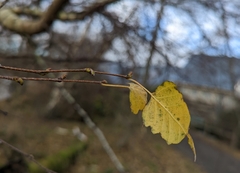 Betula papyrifera