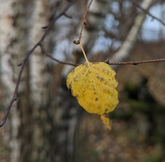 Betula papyrifera