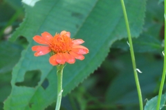 Tithonia rotundifolia