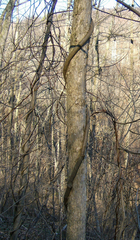 Wisteria frutescens