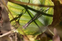 Argia funebris