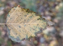 Betula papyrifera