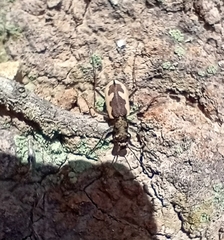 Neocicindela latecincta