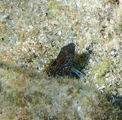 Blenniiformes