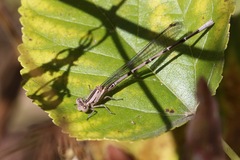 Argia funebris