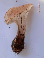 Phellodon violascens