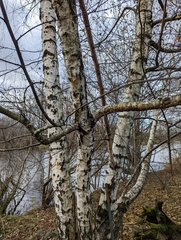 Betula papyrifera