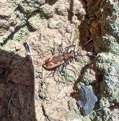 Neocicindela latecincta