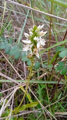 Epacris pulchella