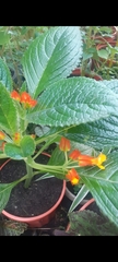 Gesnerieae