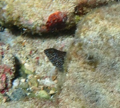 Blenniiformes