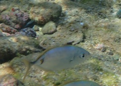 Caranx