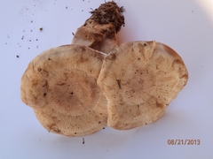 Phellodon violascens