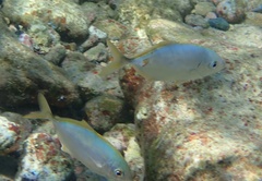 Caranx