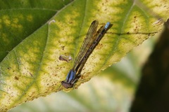 Argia funebris