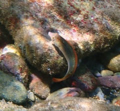 Halichoeres maculipinna