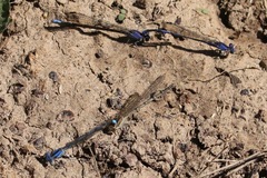 Argia funebris