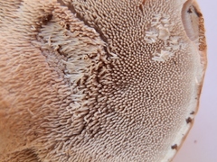 Phellodon violascens