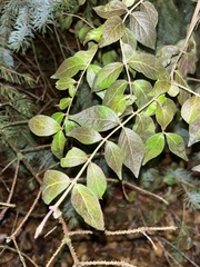 Ligustrum ovalifolium