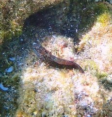 Blenniiformes