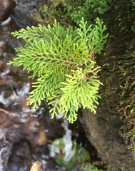 Selaginella delicatula