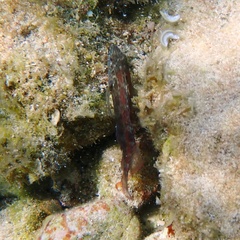 Blenniiformes