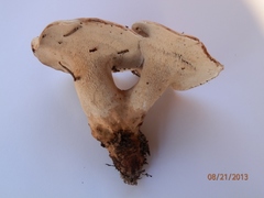 Phellodon violascens