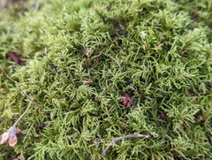 Kindbergia praelonga