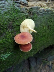 Tricholomopsis