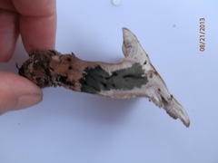 Phellodon violascens