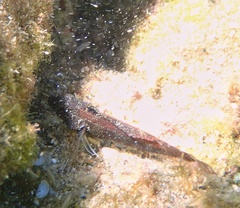 Blenniiformes