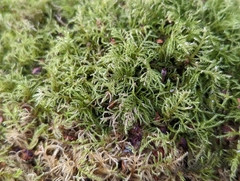 Kindbergia praelonga
