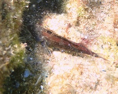 Blenniiformes