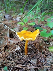 Hygrocybe acutoconica microspora