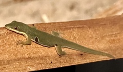 Phelsuma quadriocellata
