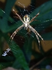 Argiope