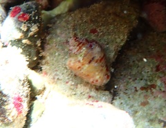 Columbella mercatoria