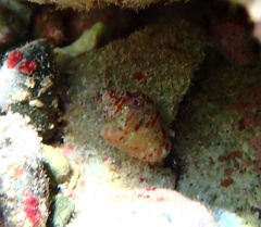 Columbella mercatoria