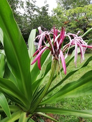 Crinum × amabile