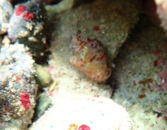 Columbella mercatoria