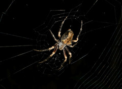 Parawixia