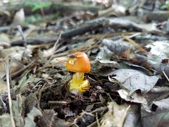 Amanita flavoconia