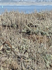 Athene cunicularia hypugaea