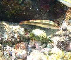 Halichoeres maculipinna