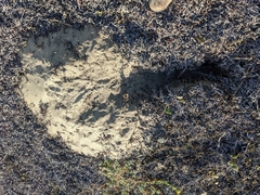 Athene cunicularia hypugaea