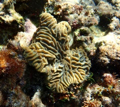 Pseudodiploria clivosa