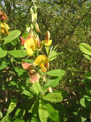 Crotalaria spectabilis