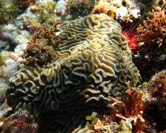 Pseudodiploria clivosa