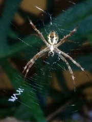 Argiope